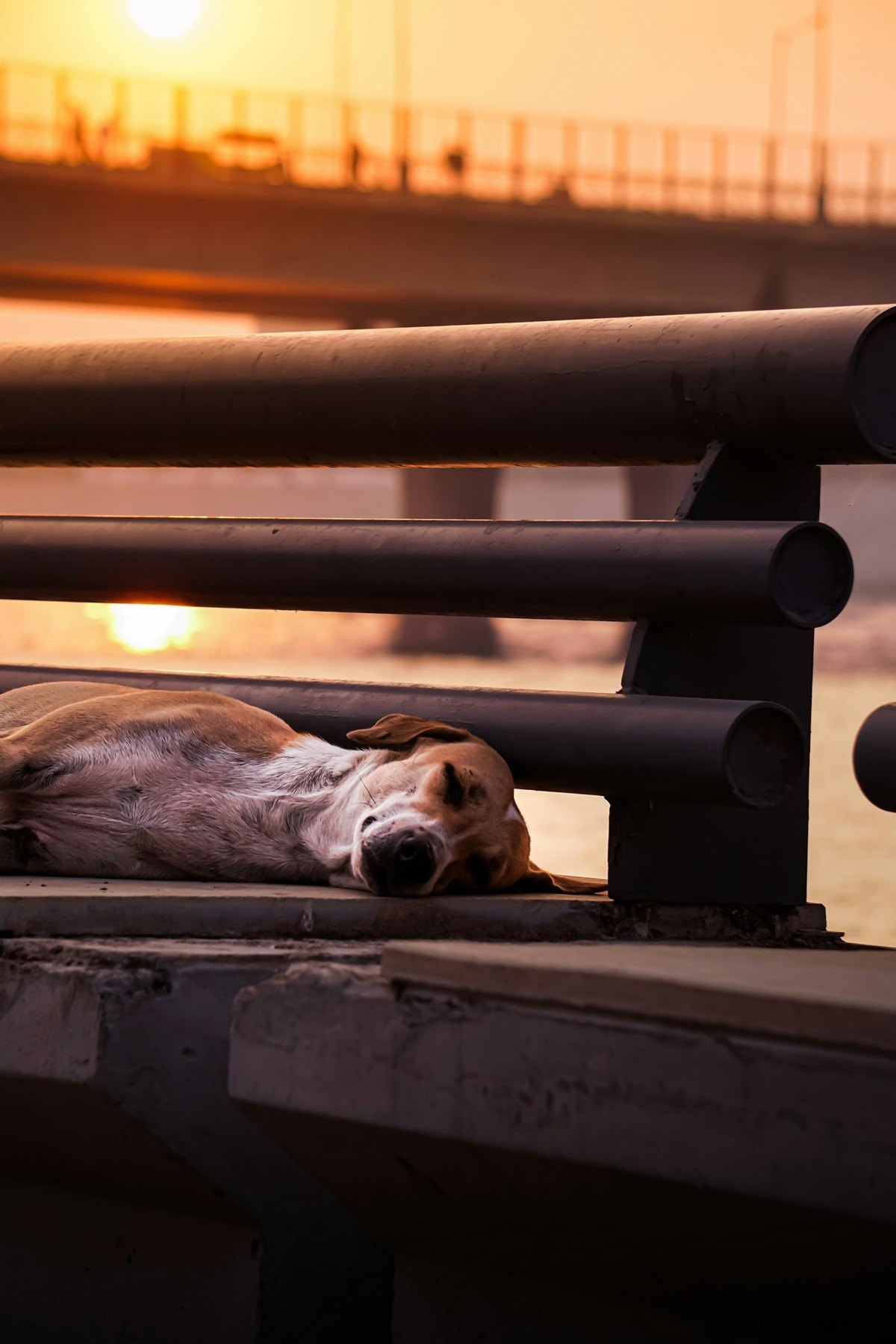 Observation d’un chien lors d’un bilan comportemental