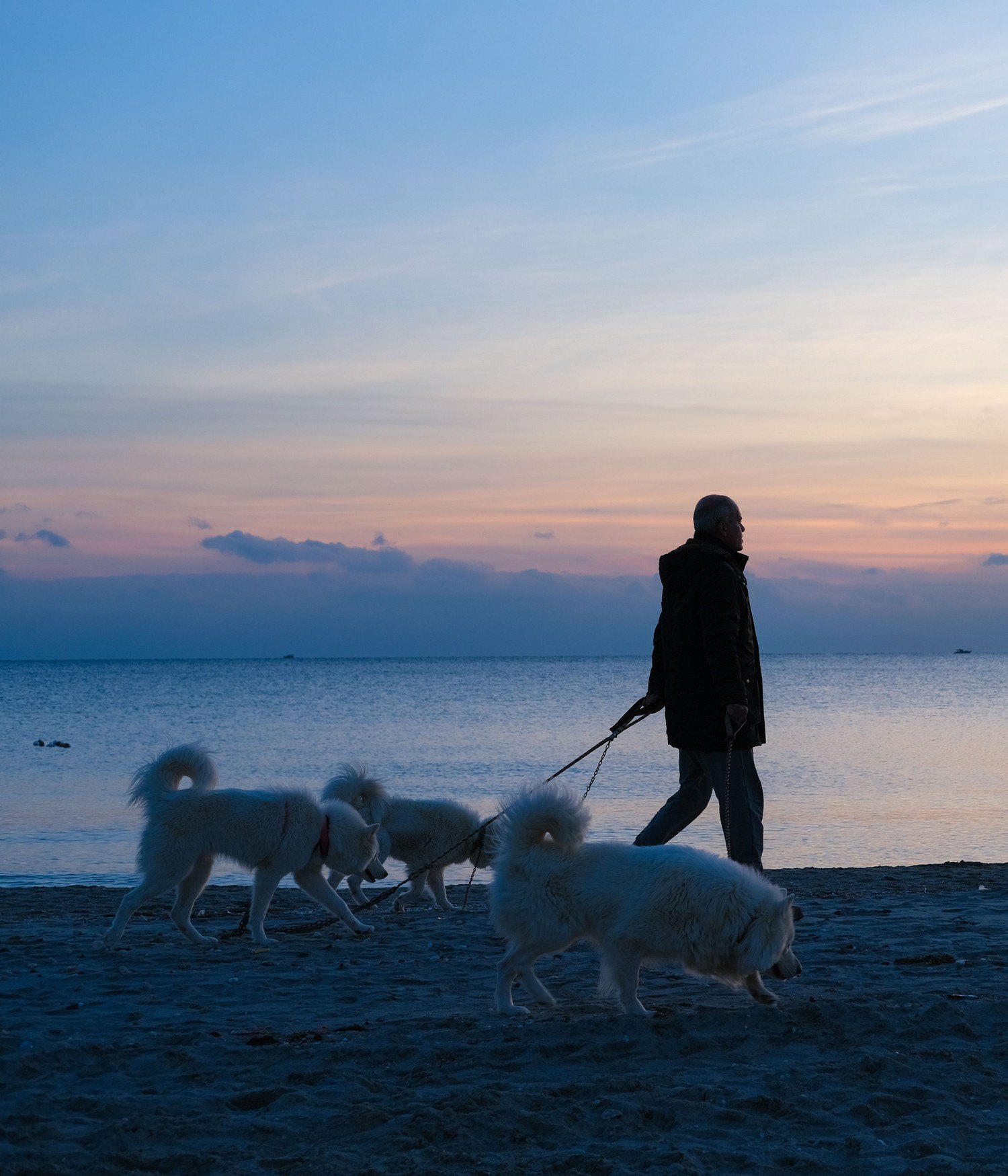 Chiens travaillant le rappel en forêt lors d’une balade éducative