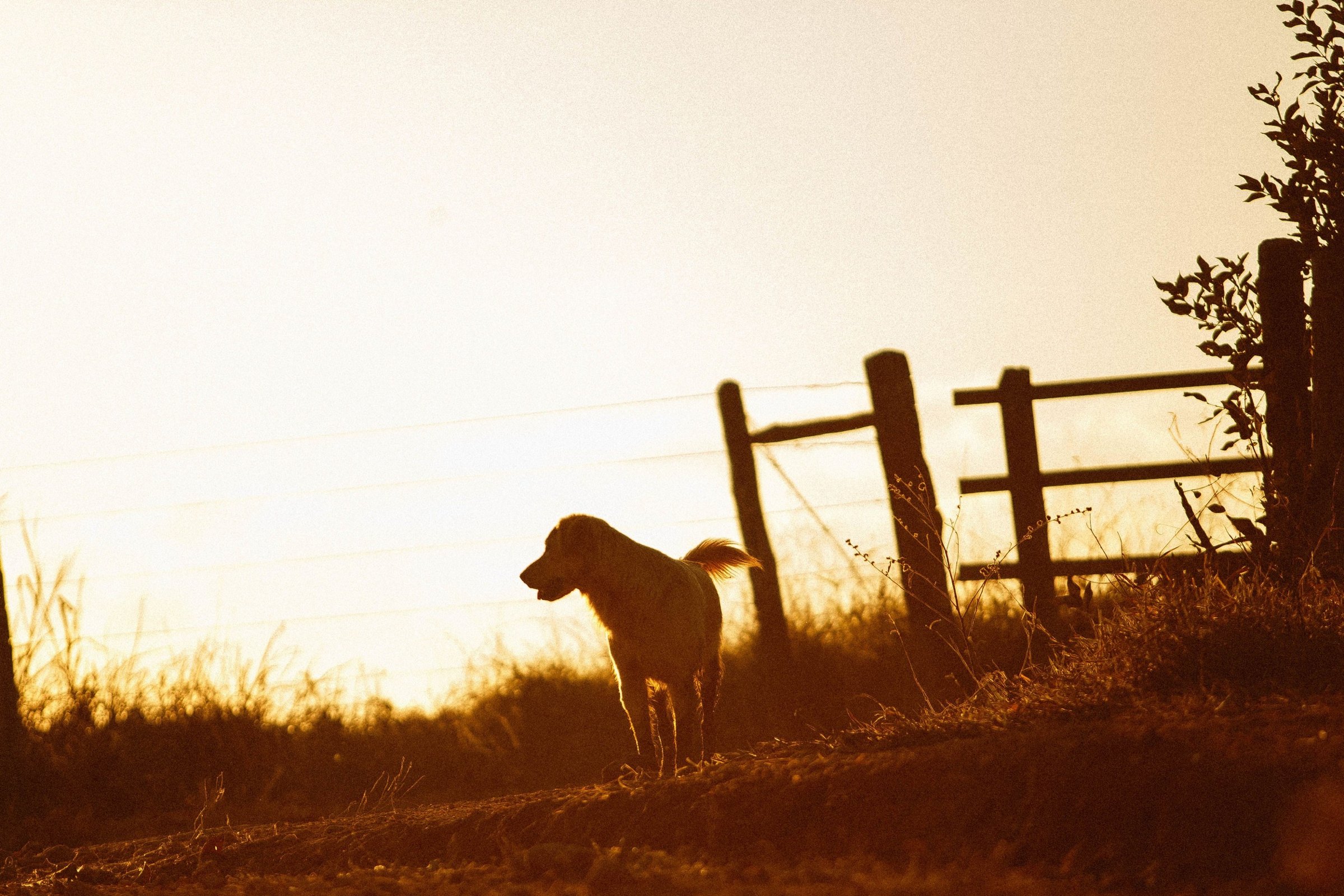 Balade éducative avec un chien près de Rouen